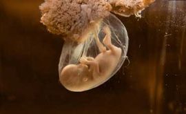بایدها و نبایدهای دوران بارداری | دکتر مریم سلیم نژاد