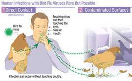 آنفلوانزای پرندگان | دکتر رضا صداقت