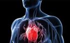 ارتباط بین ژن های دخیل در بیماری های قلبی و قابلیت باروری