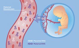 غربالگری جنین، آزمایش cffDNA